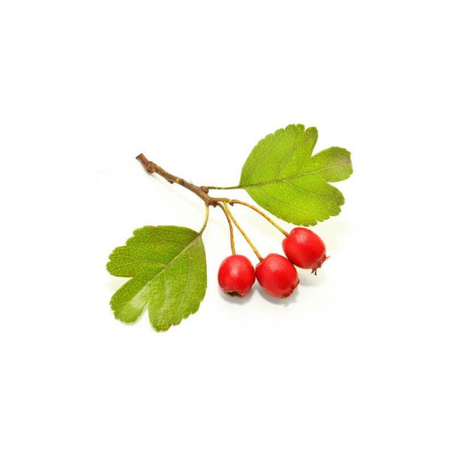 Aubépine 15mL - Macérât de bourgeons bio
