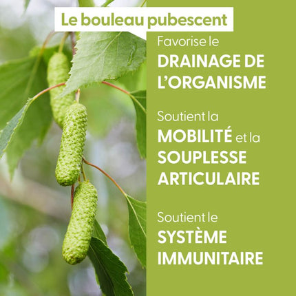Bouleau pubescent 15ml - Macérât de bourgeons bio
