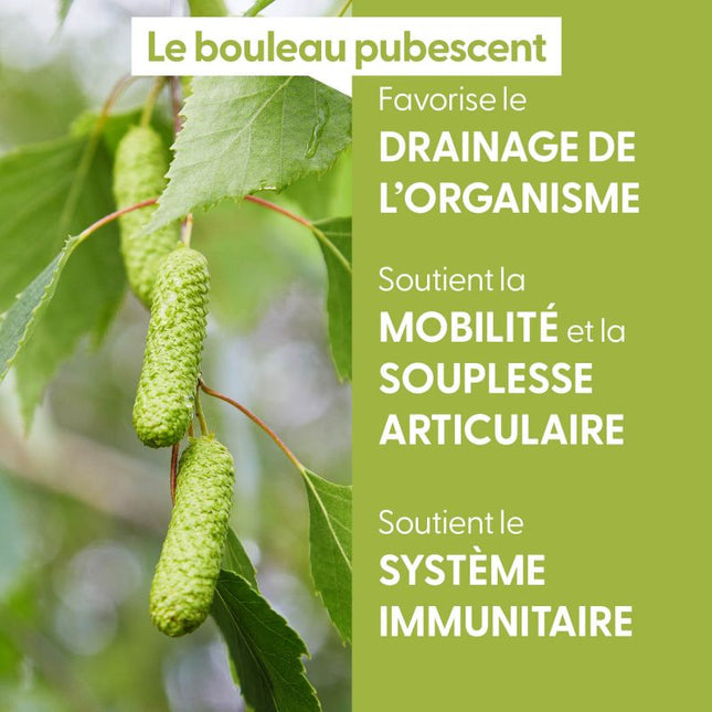 Bouleau pubescent 15ml - Macérât de bourgeons bio