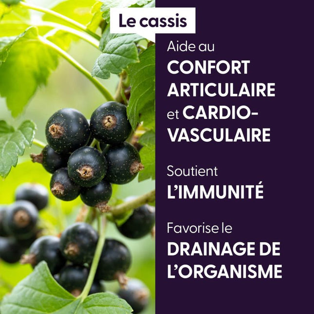 Cassis 30ml - Macérât de bourgeons bio