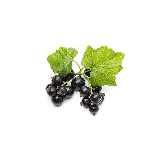 Cassis 30ml - Macérât de bourgeons bio