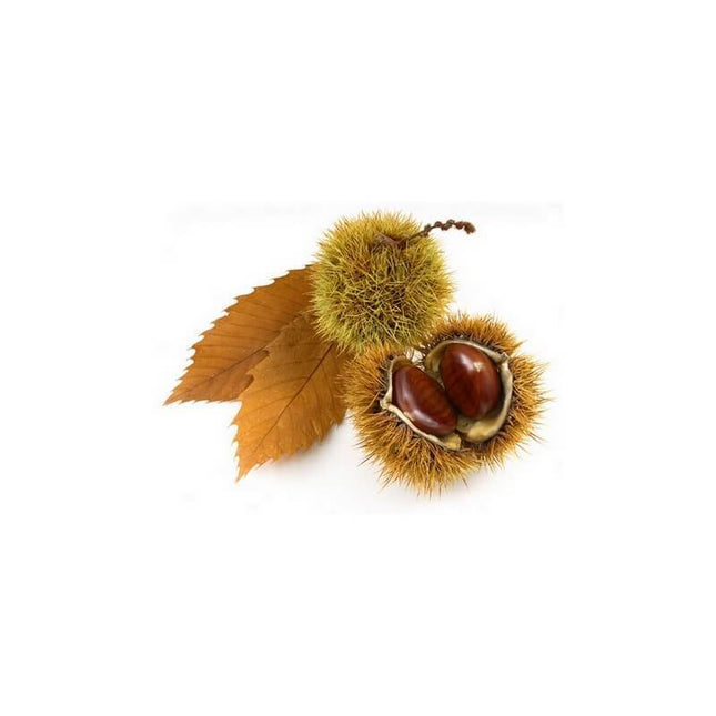 Châtaignier 15ml - Macérât de bourgeons bio