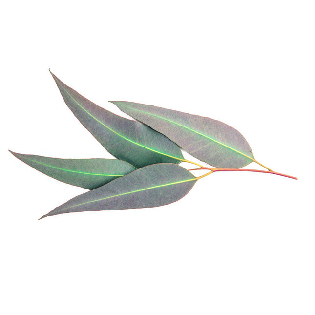 Eucalyptus citronné - Huile essentielle bio