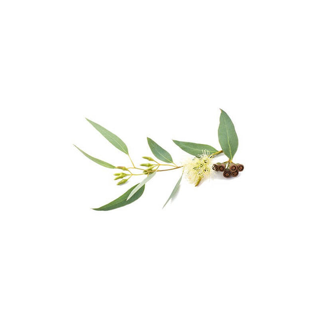 Eucalyptus globulus - Huile essentielle bio