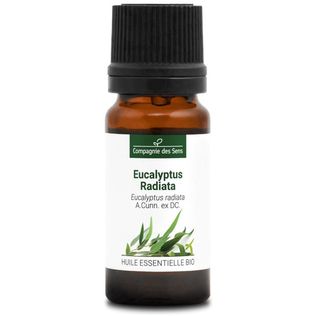 Eucalyptus radiata - Huile essentielle bio