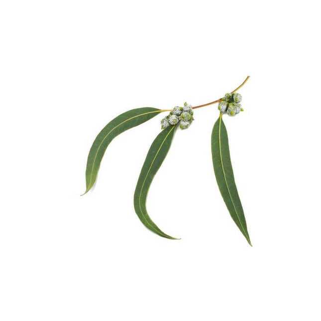 Eucalyptus radiata - Huile essentielle bio