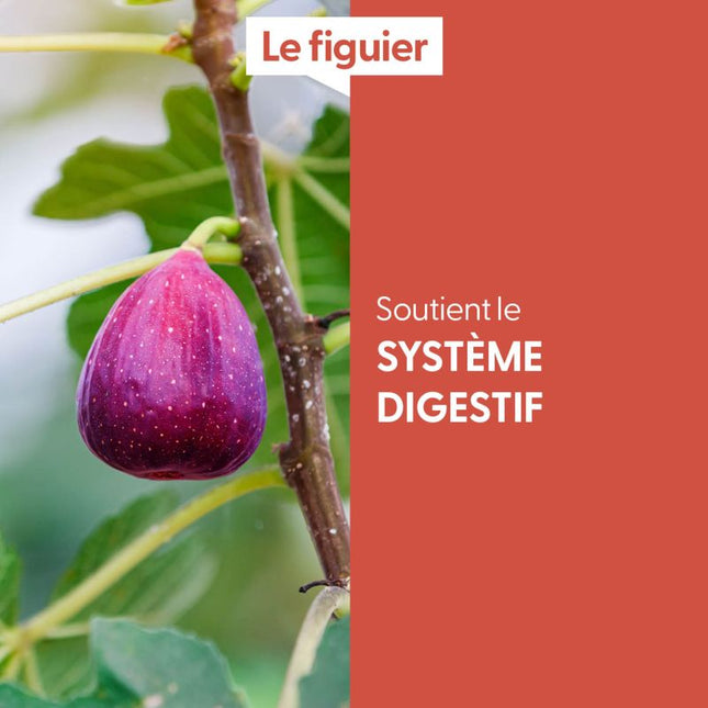Figuier 15 ml - Macérât de bourgeons bio