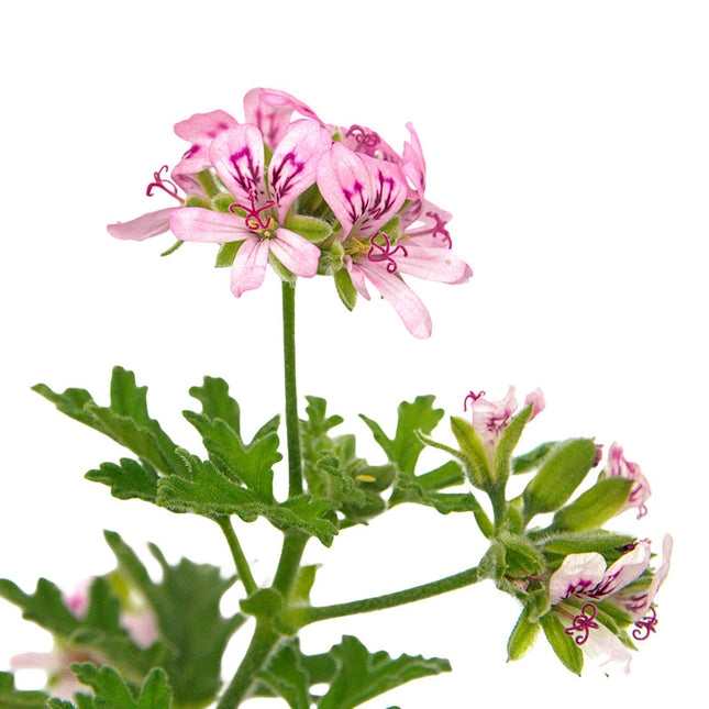 Géranium Rosat CV Bourbon - Huile essentielle bio