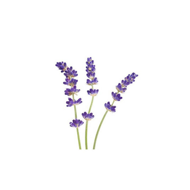 Lavande fine de Haute Provence - Huile essentielle bio