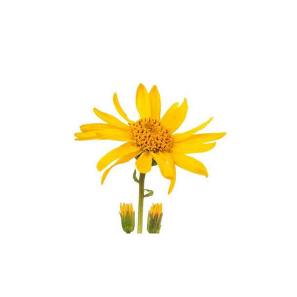 Arnica - Macérât huileux bio