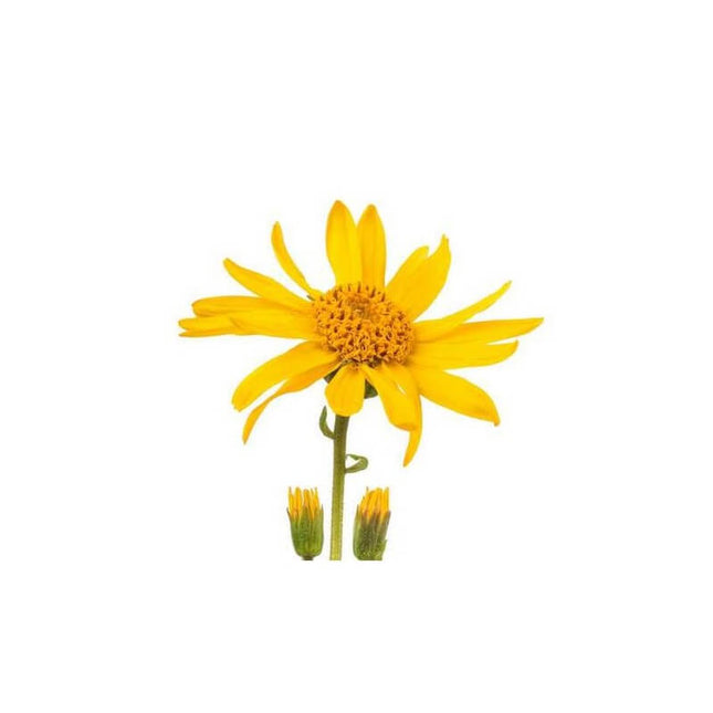 Arnica - Macérât huileux bio
