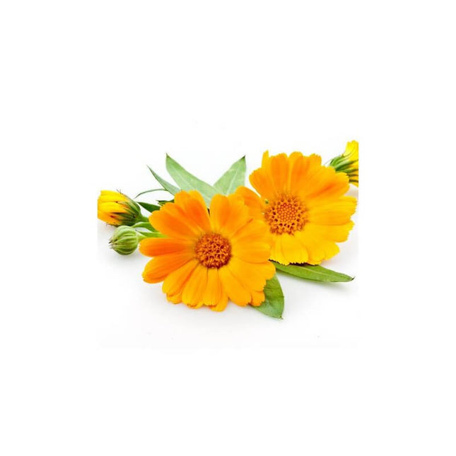 Calendula - Macérât huileux bio