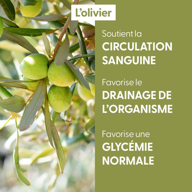Olivier 15ml - Macérât de bourgeons bio