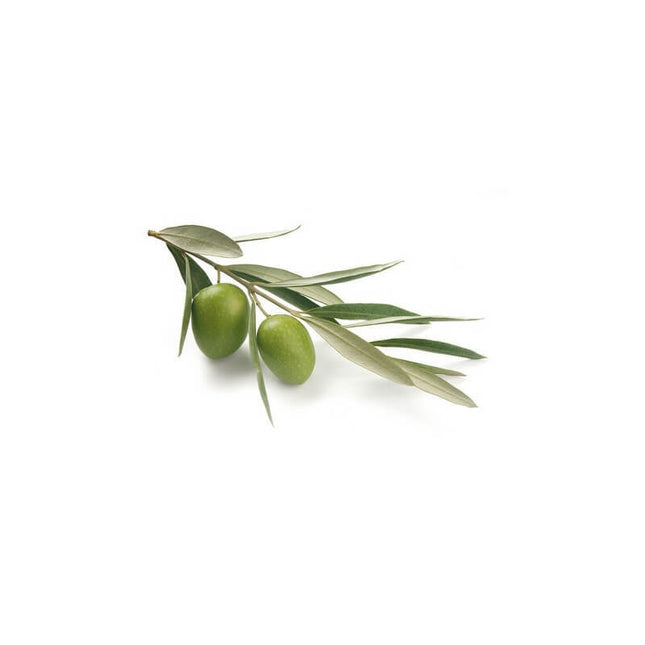 Olivier 15ml - Macérât de bourgeons bio