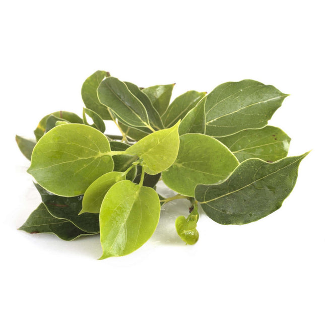 Ravintsara - Huile essentielle bio