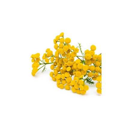 Tanaisie annuelle - Huile essentielle bio