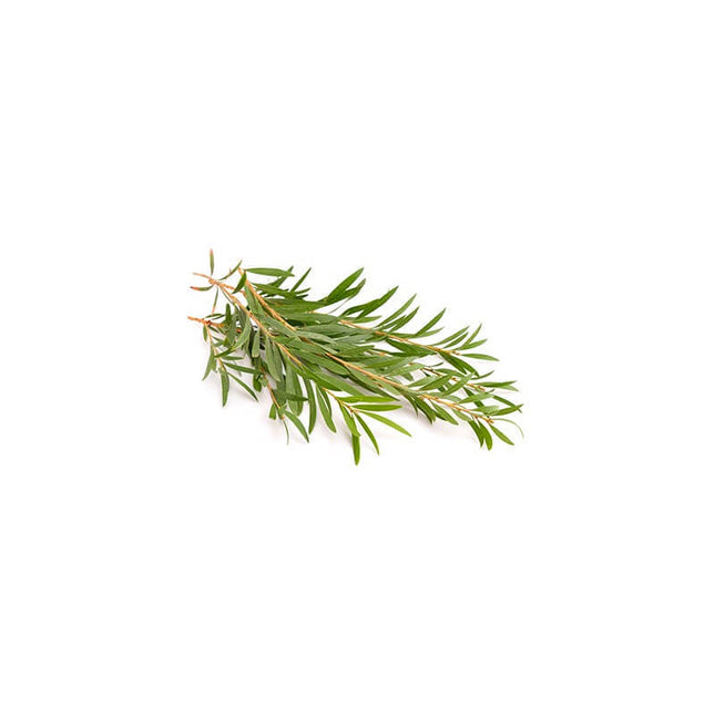 Tea tree - Huile essentielle bio